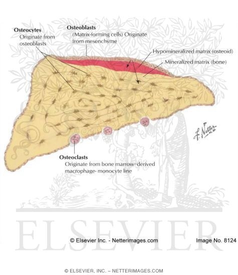 Composition of Lamellar Bone