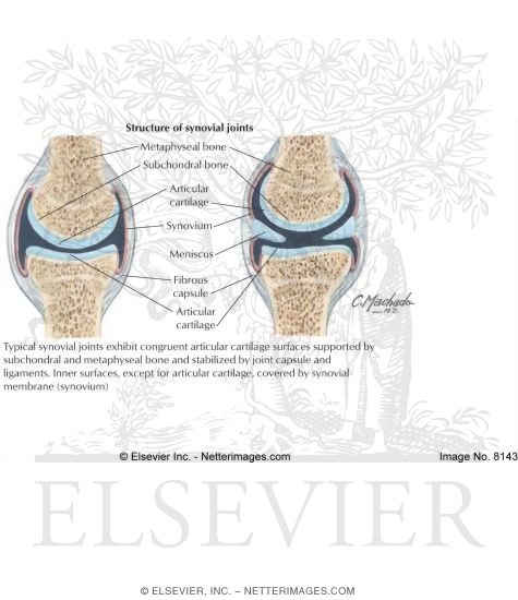 Synovial Joint