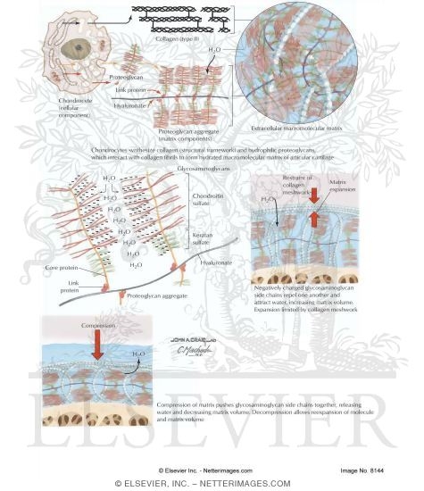 Watermarked preview of labeled image: Composition of Articular Cartilage