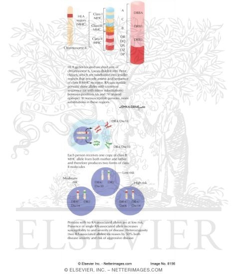 Watermarked preview of labeled image: Immunogenetics of Rheumatoid Arthritis
