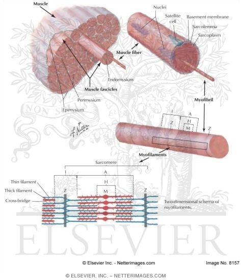 Watermarked preview of labeled image: Organization of Skeletal Muscle