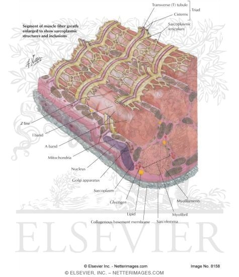 Watermarked preview of labeled image: Sarcoplasmic Reticulum and Initiation of Muscle Contraction