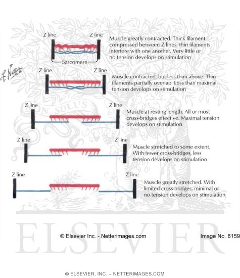 Muscle Length-Muscle Tension Relationships