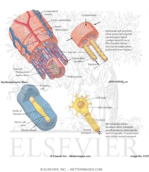 Anatomy of Peripheral Nerve