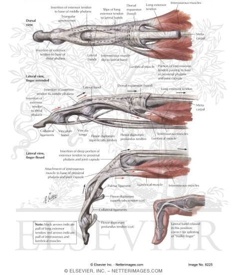 Lumbrical Muscles