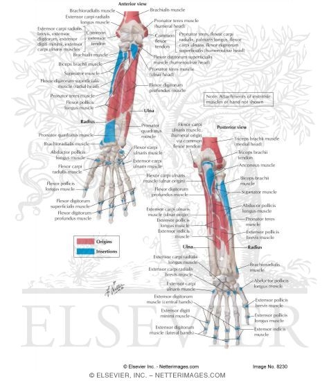 Bony Attachments of Muscles of Forearm