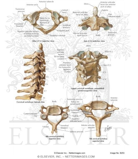 Watermarked preview of labeled image: Cervical Vertebrae