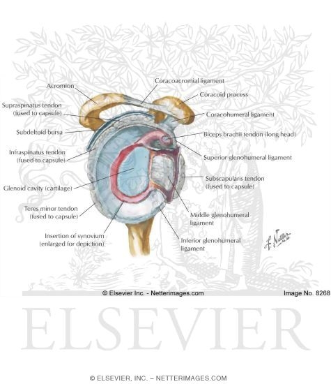 Watermarked preview of labeled image: Shoulder Joint Opened (lateral View)