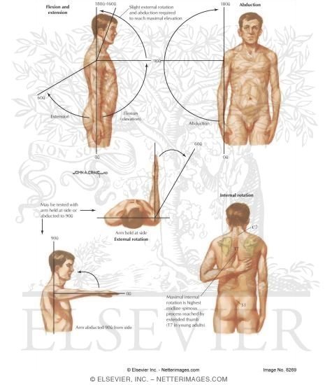 Watermarked preview of labeled image: Shoulder Range of Motion