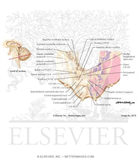 Pons - Level of the Facial Nucleus