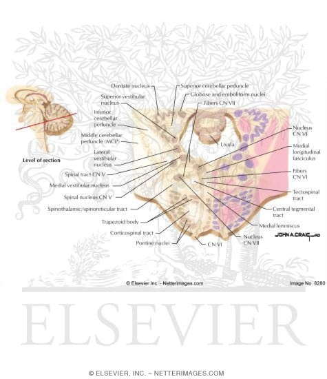 Pons - Level of the Genu of the Facial Nerve