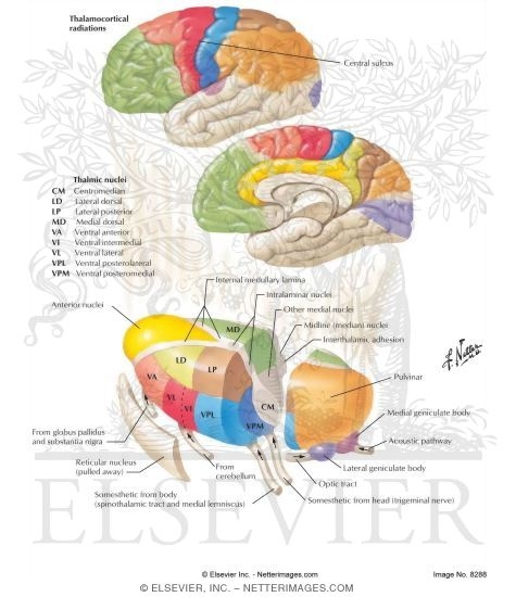 Thalamocortical Radiations