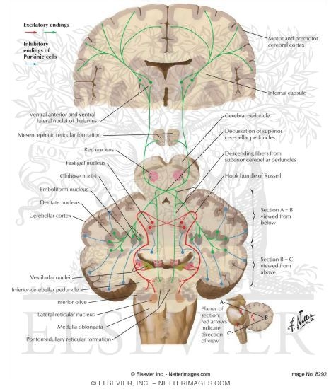 Cerebellar Efferent Pathways