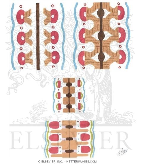 Progressive Stages In Formation of Vertebral Column, Dermatomes, and Myotomes