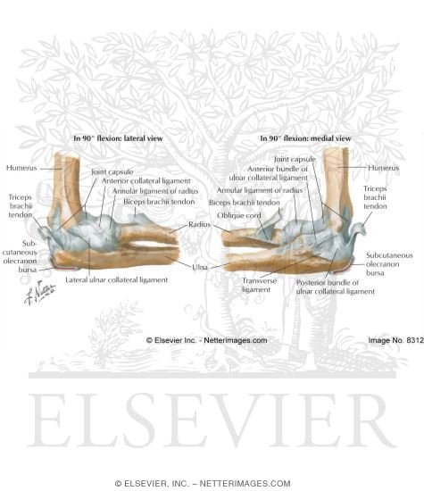 Ligaments of Right Elbow Joint