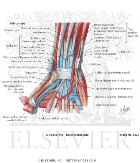 Flexor Tendons, Arteries, and Nerves At Wrist