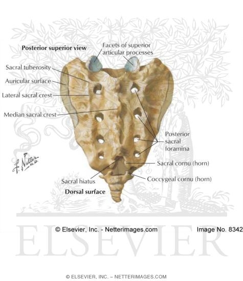 Sacrum and Coccyx