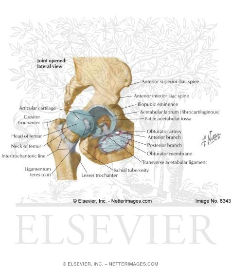 Watermarked preview of labeled image: Hip Joint