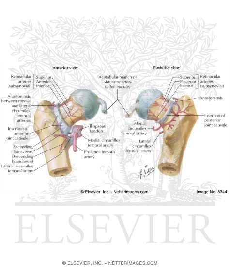 Blood Supply to Femoral Head