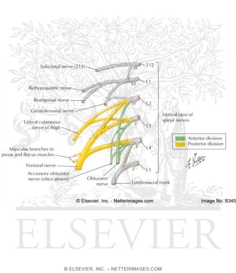 Lumbar Plexus