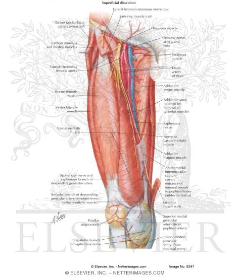 Arteries and Nerves of Thigh