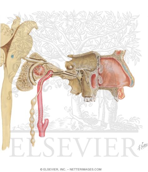Autonomic Innervation of Nasal Cavity