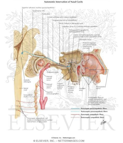 Autonomic Innervation of Nasal Cavity