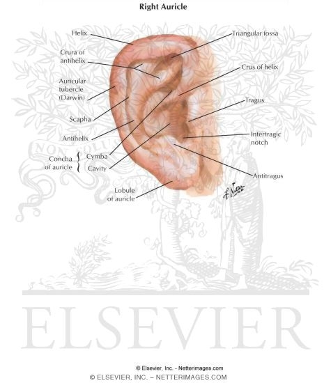 Right Auricle of the Ear