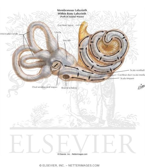 Watermarked preview of labeled image: Membranous Labyrinth Within Bony Labyrinth