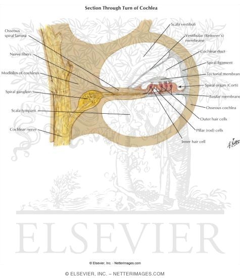 Section Through Turn of Cochlea