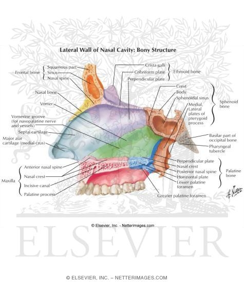 Lateral Wall of Nasal Cavity: Bony Structure