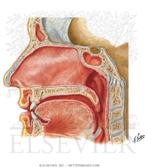 Watermarked preview of unlabeled image: Medial Wall of Nasal Cavity