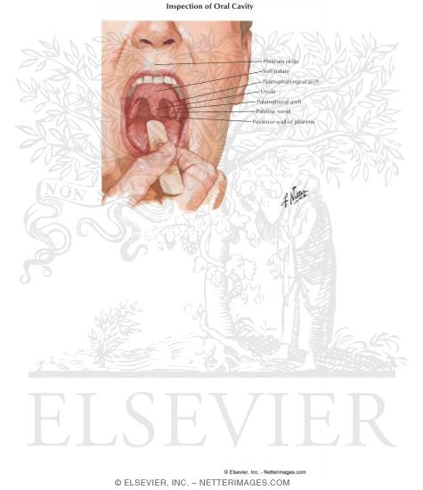 Oral Cavity and Oropharynx