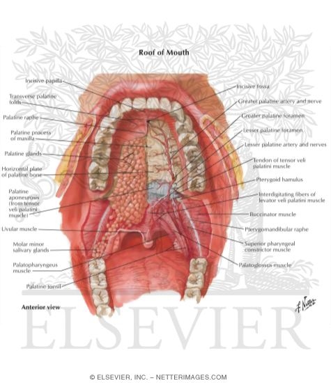 Mouth Anatomy Diagram Infoupdate Mouth Anatomy Diagram Infoupdate