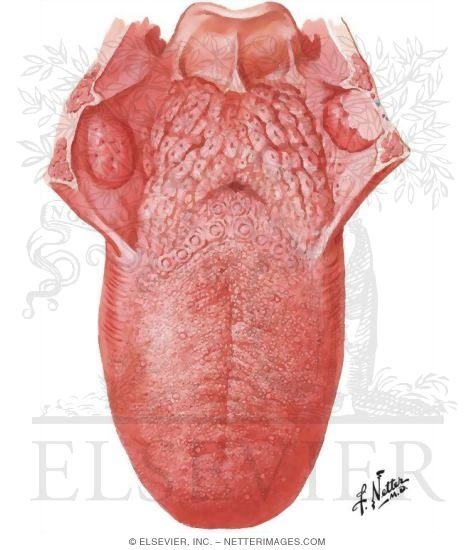 Tongue Dorsum Read the descriptions, then label the tongue below. tongue dorsum