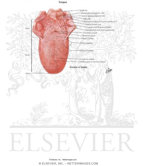 Watermarked preview of labeled image: Tongue Dorsum
