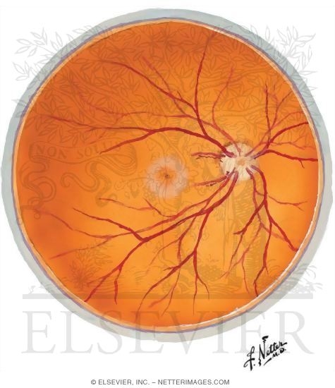 Intrinsic Arteries and Veins of Eye