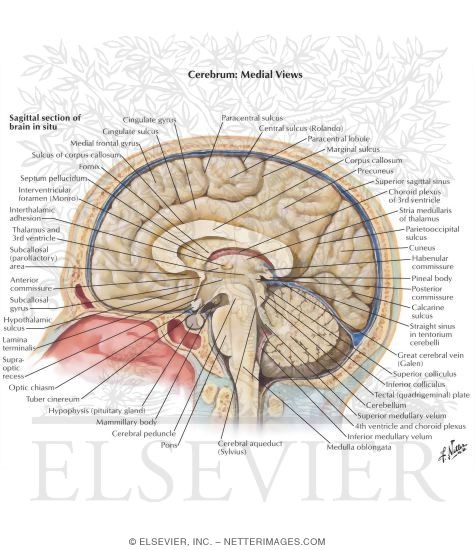 Medial Surface of the Brain: Brodmann Areas