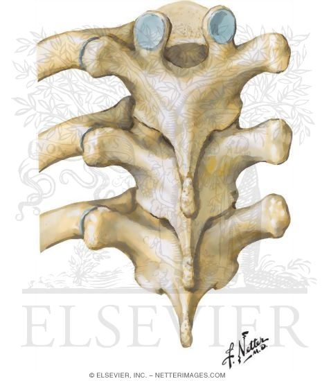 Watermarked preview of unlabeled image: Thoracic Vertebrae