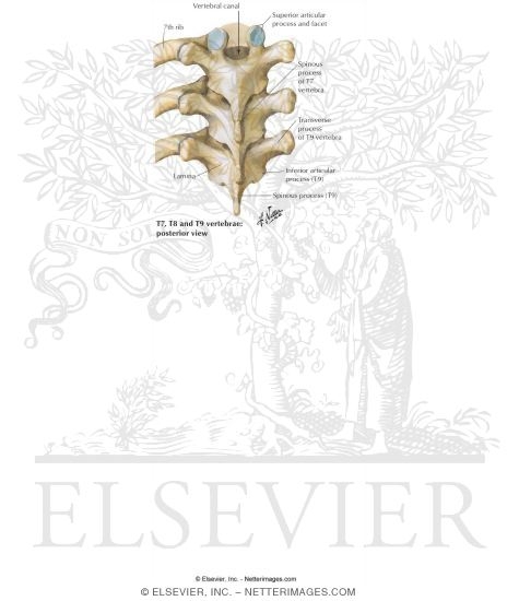 Watermarked preview of labeled image: Thoracic Vertebrae