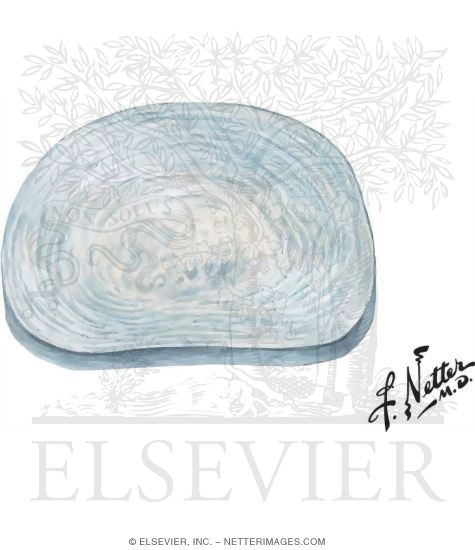 Watermarked preview of unlabeled image: Lumbar Intervertebral Disk