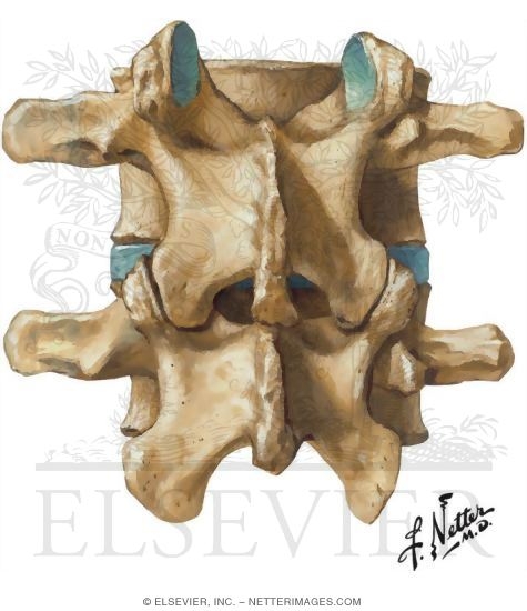 Lumbar Vertebrae: L3-L4 Assembeled