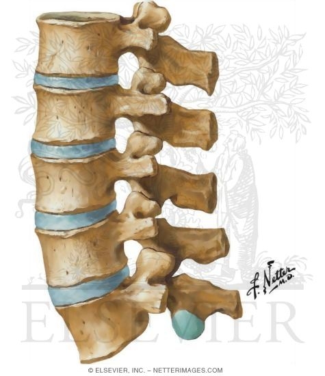 Lumbar Vertebrae: L1-5 Assembled