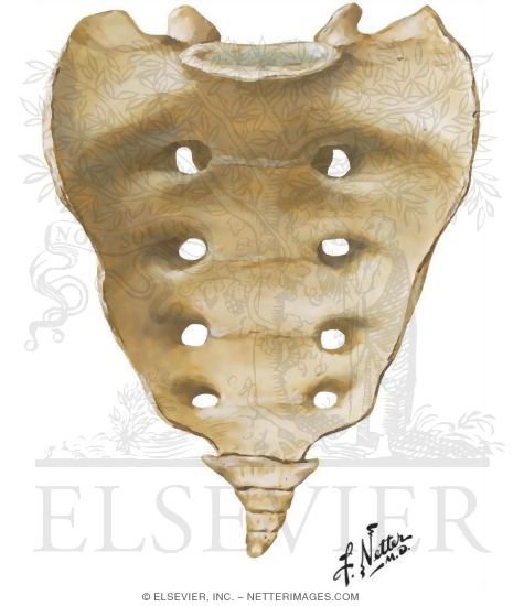 Sacrum and Coccyx