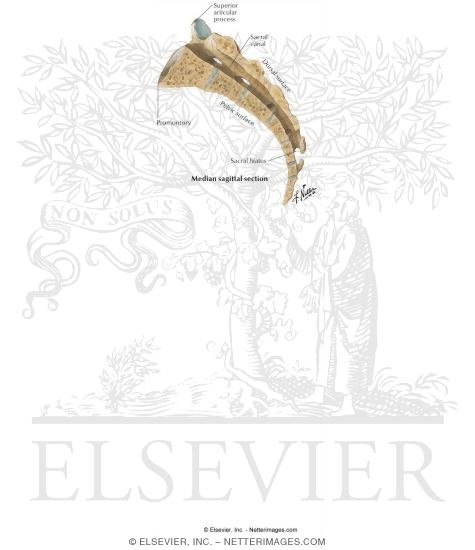 Watermarked preview of labeled image: Sacrum and Coccyx
