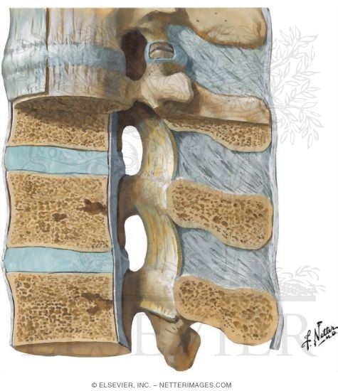 Vertebral Ligaments: Lumbar Region