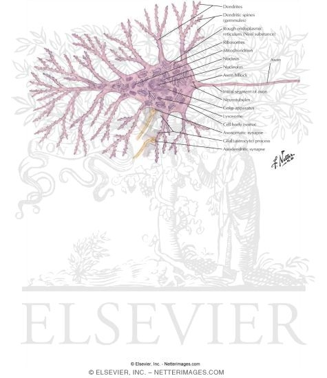 Watermarked preview of labeled image: Neuronal Structure