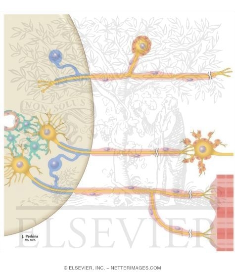 Myelination of CNS and PNS Axons