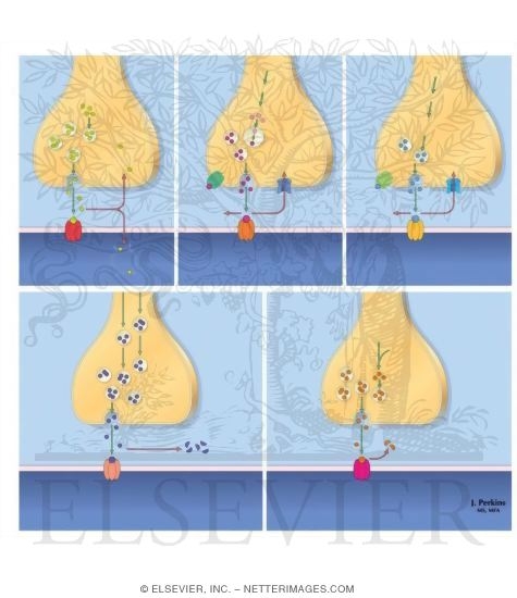 Chemical Neurotransmission: Amino Acid Synapses
