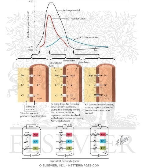 Action Potential